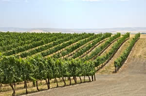 walla walla wine vineyards